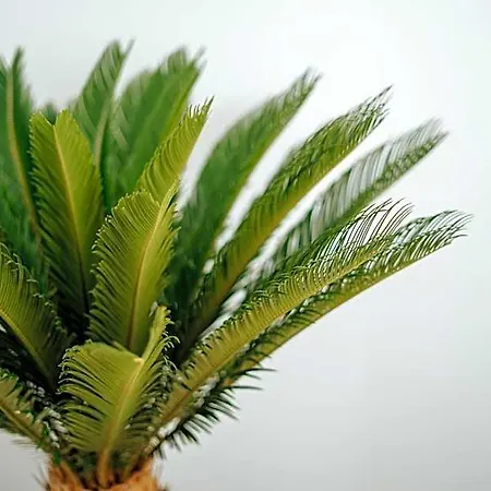 מלון Emblematico F24-only Adults סנטה קרוז דה טנריף