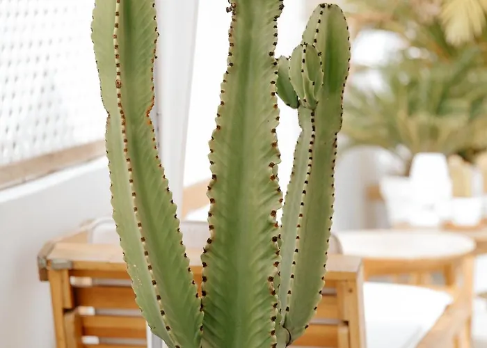 Hotel Emblemático F24-only Adults Santa Cruz de Tenerife