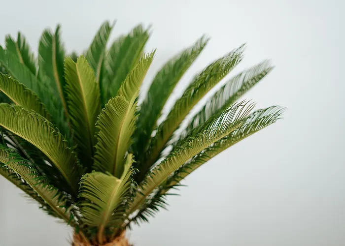 Emblemático F24-only Adults 3* Santa Cruz de Tenerife